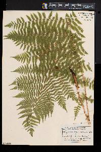 Athyrium asplenioides var. cyclosorum image