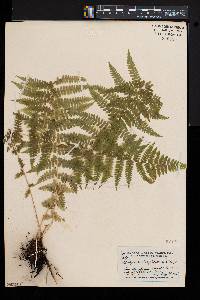 Athyrium asplenioides var. cyclosorum image