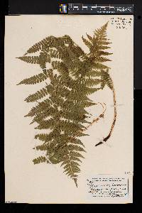 Athyrium asplenioides var. cyclosorum image