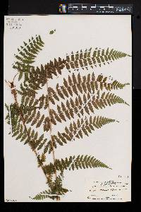 Athyrium asplenioides var. cyclosorum image