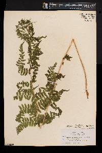 Athyrium asplenioides var. cyclosorum image