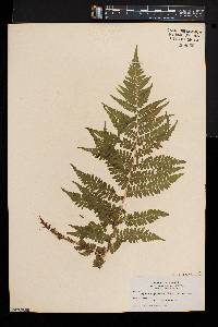 Athyrium asplenioides var. cyclosorum image