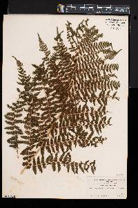 Athyrium asplenioides var. cyclosorum image