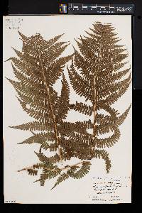 Athyrium asplenioides var. cyclosorum image