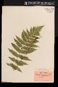 Athyrium asplenioides var. cyclosorum image