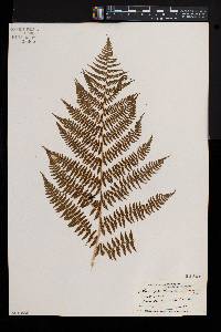 Athyrium asplenioides var. cyclosorum image