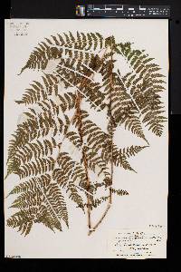 Athyrium asplenioides var. cyclosorum image