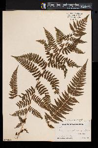 Athyrium asplenioides var. cyclosorum image