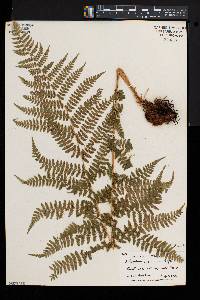 Athyrium asplenioides var. cyclosorum image