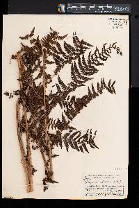 Athyrium asplenioides var. cyclosorum image