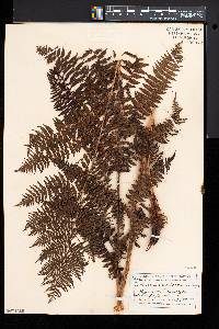 Athyrium asplenioides var. cyclosorum image