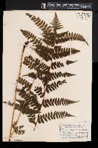 Athyrium asplenioides var. cyclosorum image