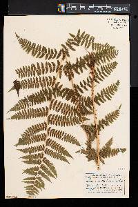 Athyrium asplenioides var. cyclosorum image