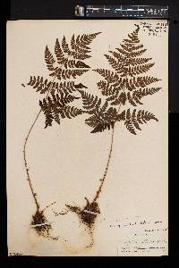 Athyrium alpestre image