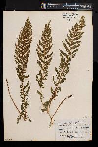 Athyrium alpestre image