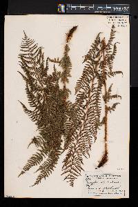 Athyrium alpestre var. americanum image