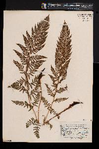 Athyrium alpestre var. americanum image