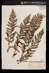 Athyrium alpestre image