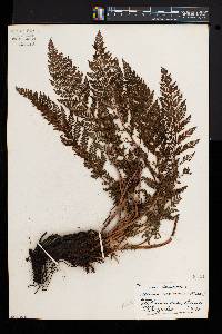 Athyrium alpestre var. americanum image