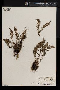 Athyrium alpestre image