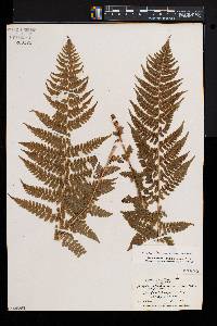 Athyrium asplenioides var. cyclosorum image