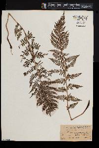 Athyrium alpestre image