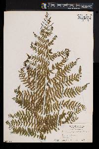 Athyrium alpestre var. americanum image