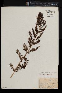 Athyrium alpestre var. americanum image