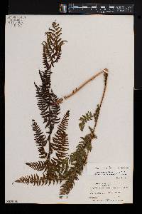 Athyrium asplenioides var. cyclosorum image