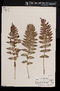 Athyrium alpestre var. americanum image