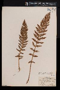 Athyrium alpestre image