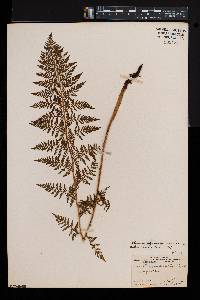 Athyrium alpestre var. americanum image