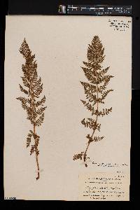 Athyrium alpestre image