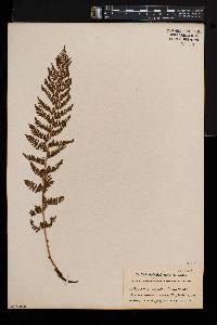 Athyrium alpestre var. americanum image