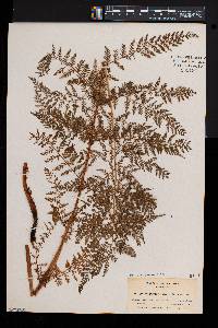 Athyrium alpestre var. americanum image