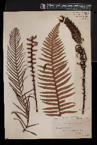 Blechnum discolor image