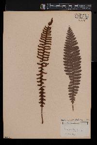 Blechnum discolor image