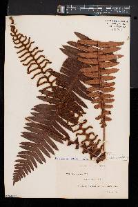 Blechnum discolor image