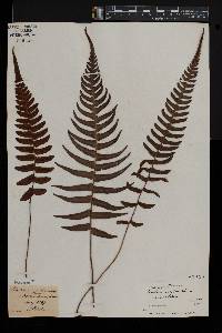 Blechnum occidentale image