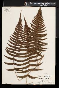 Blechnum orientale image