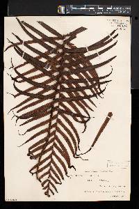 Blechnum orientale image