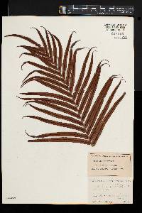 Blechnum orientale image