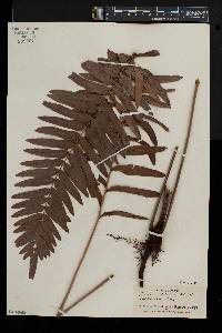 Blechnum serrulatum image