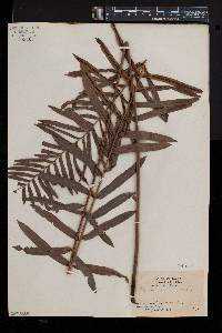 Blechnum serrulatum image