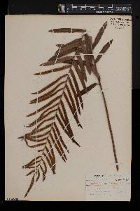 Blechnum serrulatum image