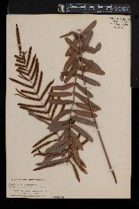 Blechnum serrulatum image