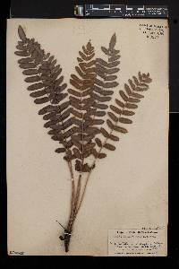 Blechnum serrulatum image