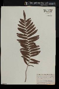 Blechnum serrulatum image