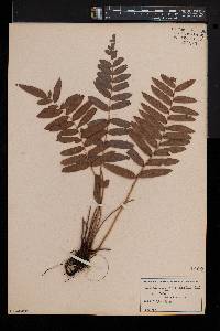 Blechnum serrulatum image