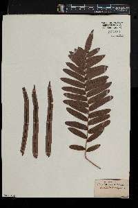 Blechnum serrulatum image